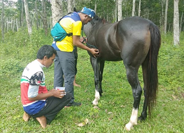 Cabor Berkuda Terus Geber Latihan Tim Endurance Jarak 60 Km